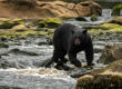 Black Bear