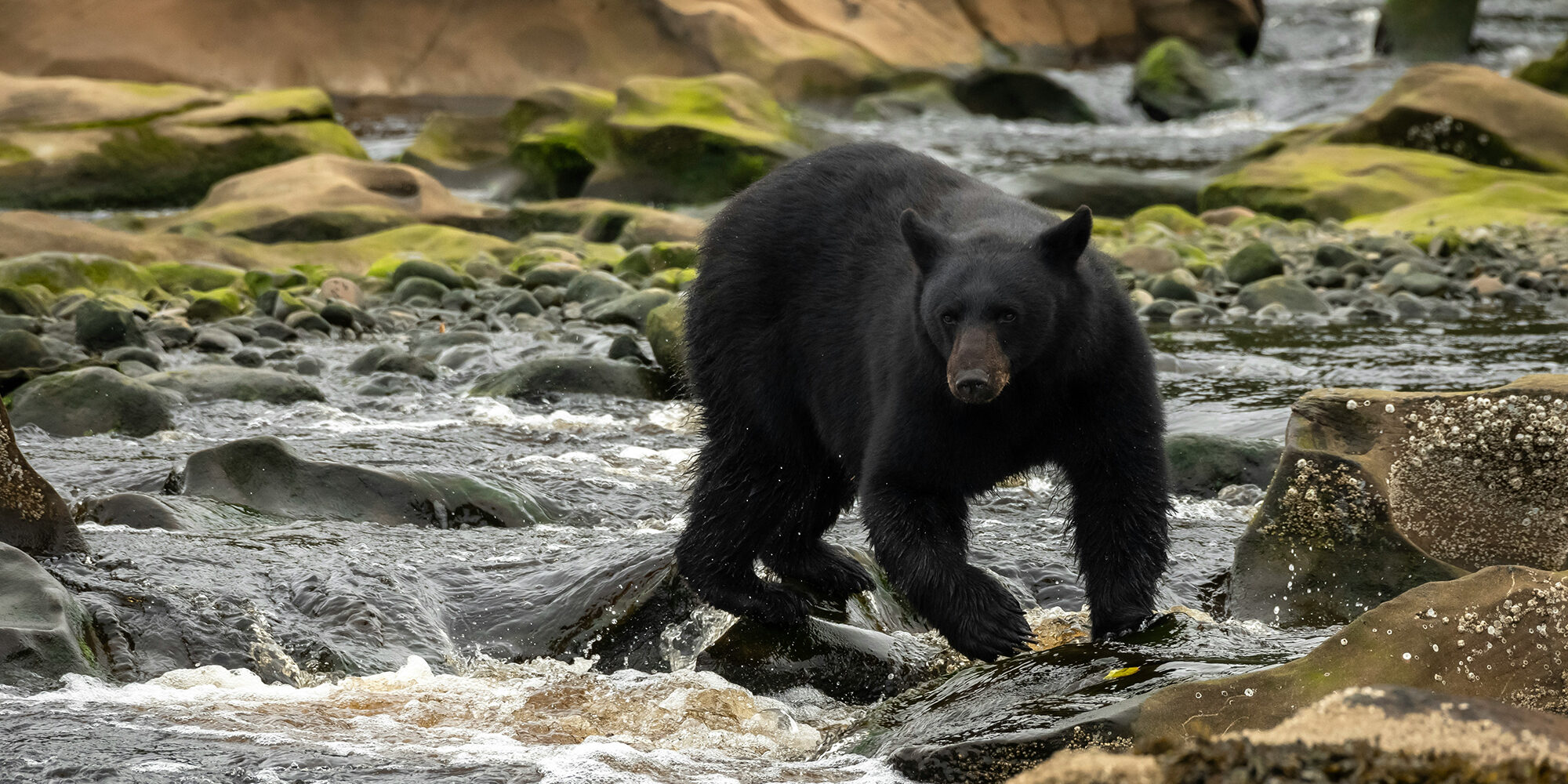 Black Bear