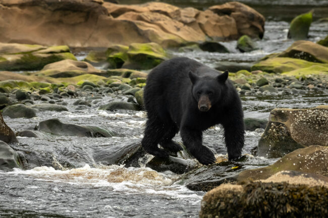 Black Bear