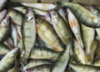 yellow perch