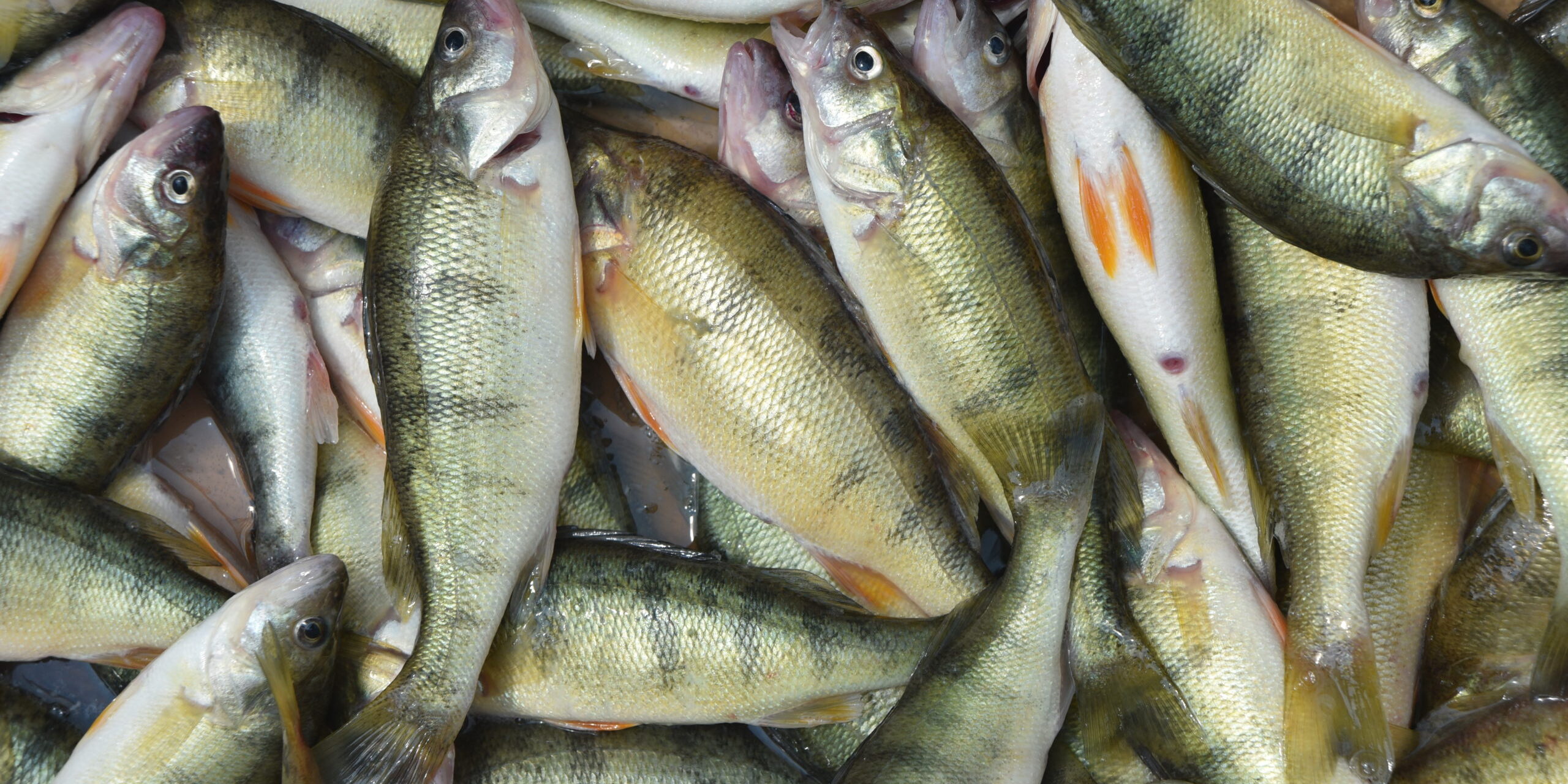 yellow perch