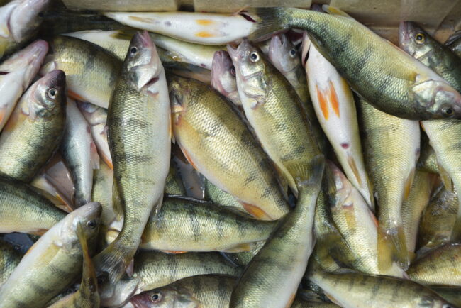 yellow perch