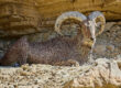 Aoudad