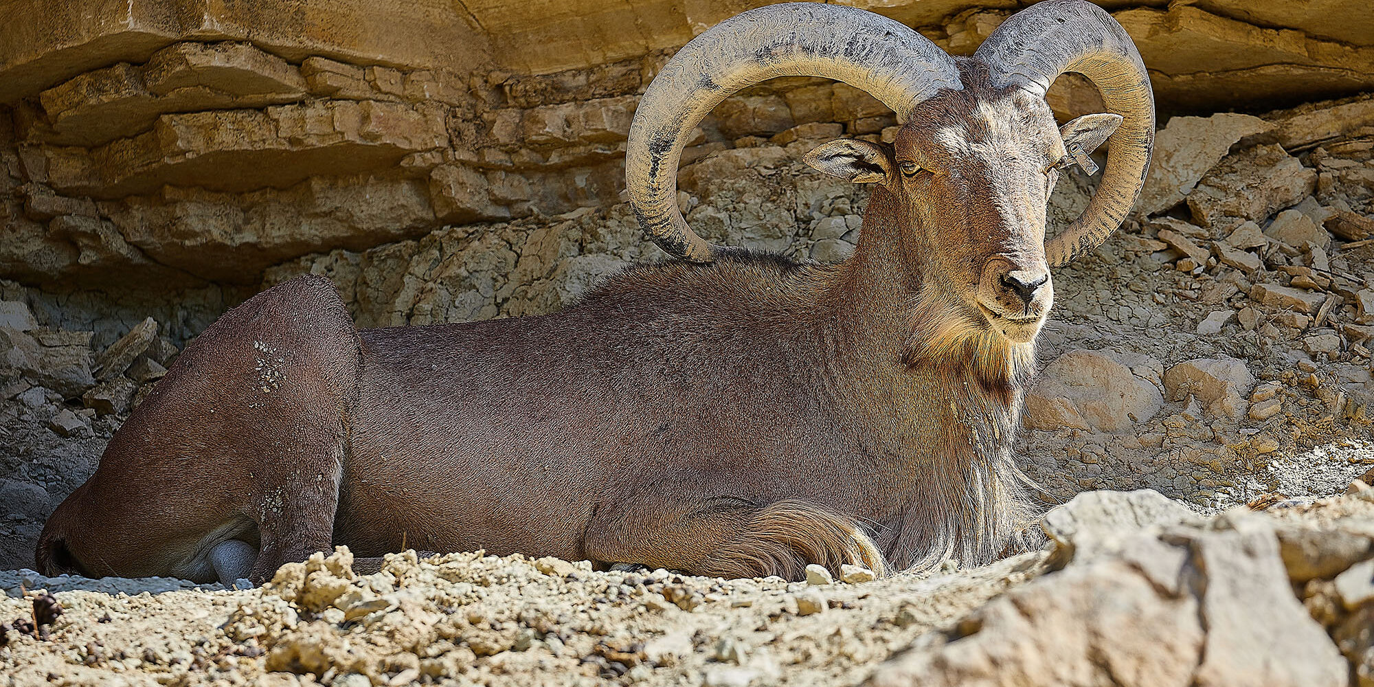 Aoudad