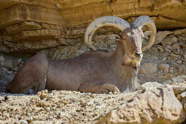Aoudad